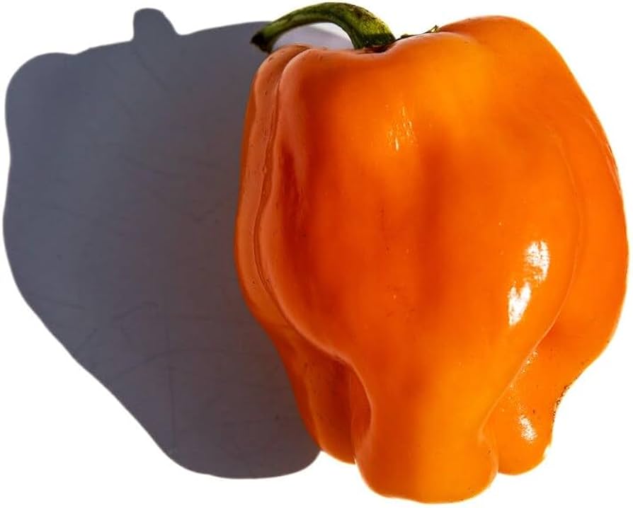 Petit Marseillais' pepper seeds (French heirloom) yielding small, flavorful chili peppers perfect for French-style culinary gardens